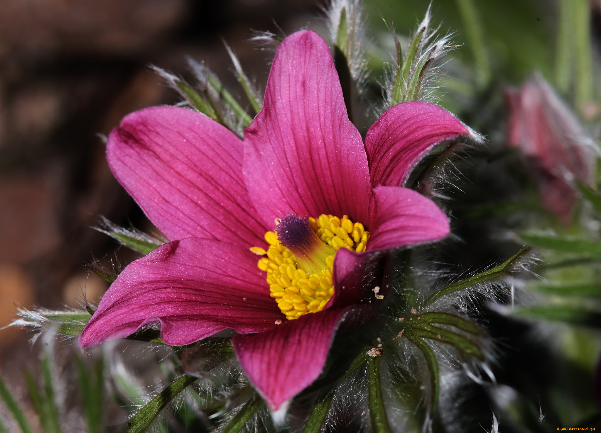 Anemone Pulsatilla С†РІРµС‚РѕРє